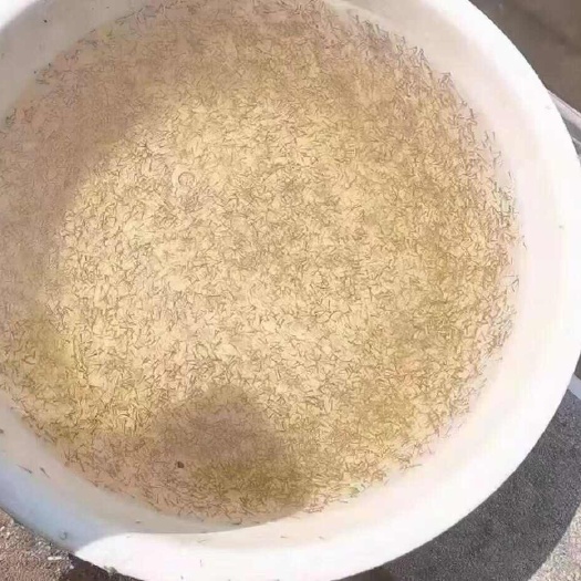 扬州养殖产业，有大量中科三号鲫鱼水花，鳞鱼水花，鳜鱼水花
