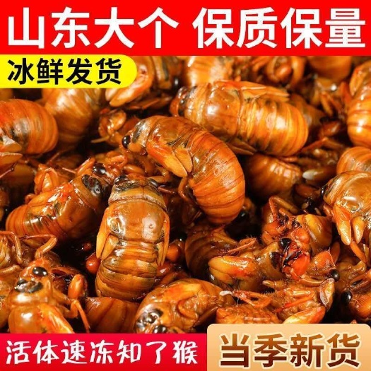 莘县【顺丰包邮】现抓外新鲜金蝉知了猴爬拉猴结了龟唐僧肉爬叉蝉蛹