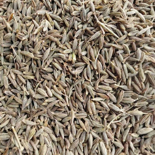 古浪县甘肃武威优质孜然调料 精选香料 干货批发