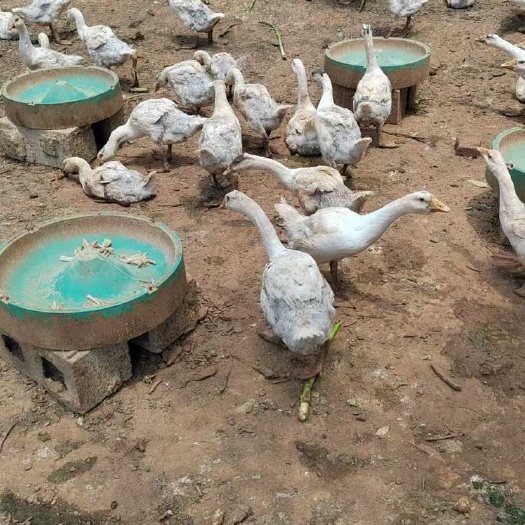 半大鹅，张势快，自养推荐购买
