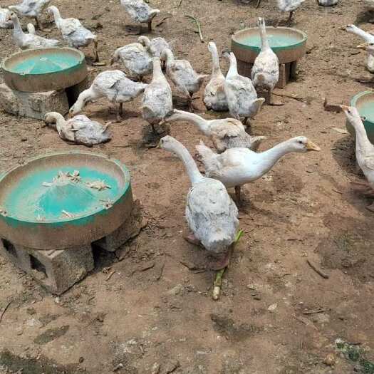 武定县半大鹅，张势快，自养推荐购买
