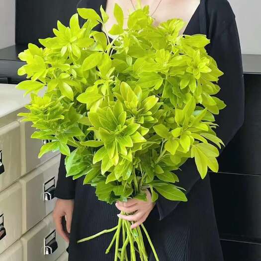 昆明墨西哥橘叶袋苗 耐寒-20° 可用于绿化花束盆栽工程 全国发