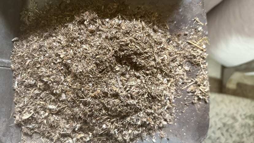 东北白头翁沫 无土 干净风车沫