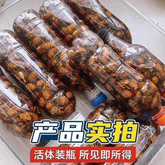 莘县知了猴新鲜外金蝉山东特产知了龟唐僧肉冷冻爬叉猴蝉蛹白蝉黑蝉