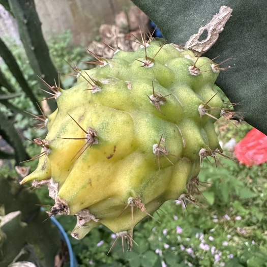 惠州燕窝火龙果苗（又称麒麟果）
