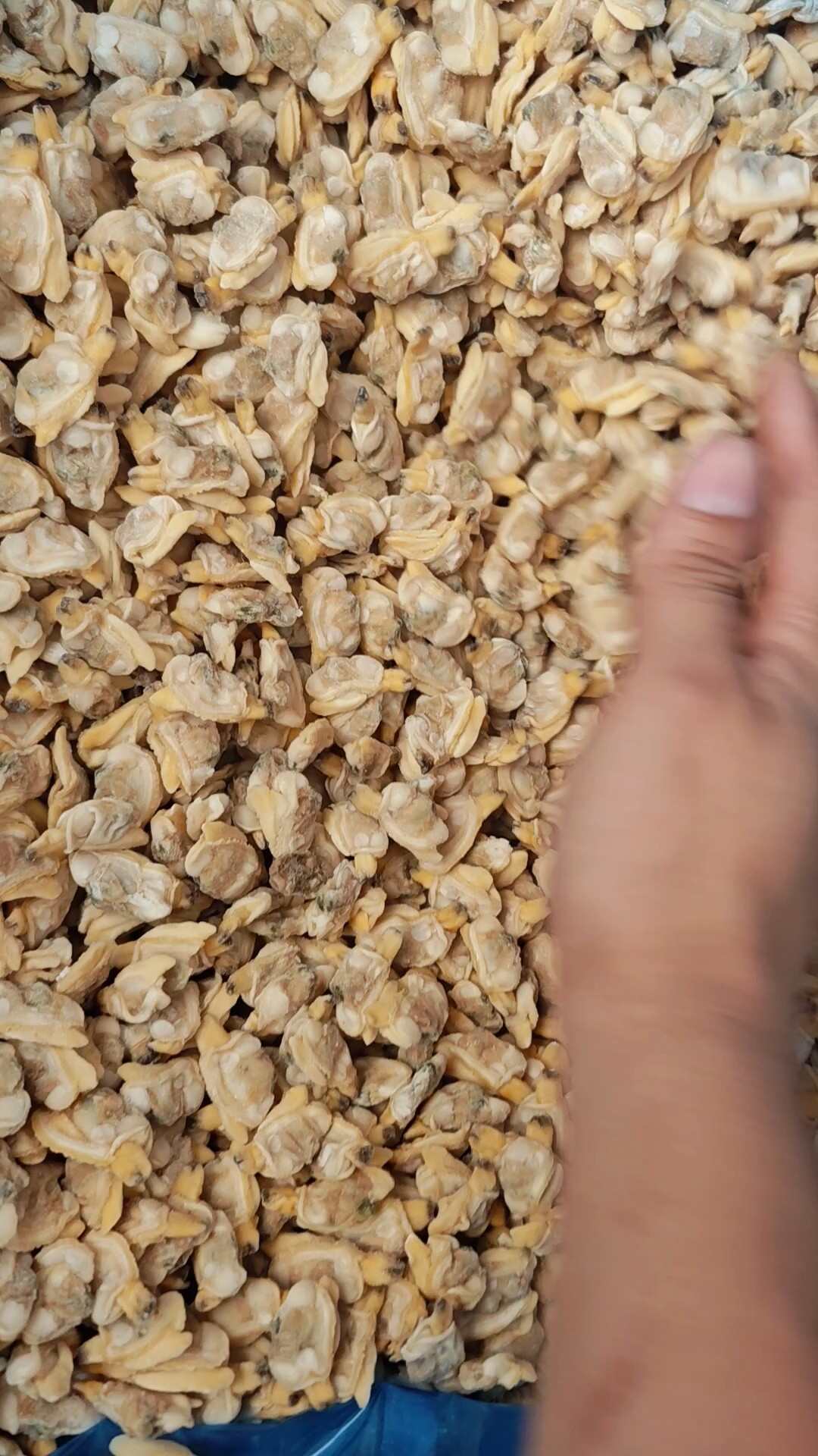 精品规格花甲肉，蛤蜊肉，花蛤肉