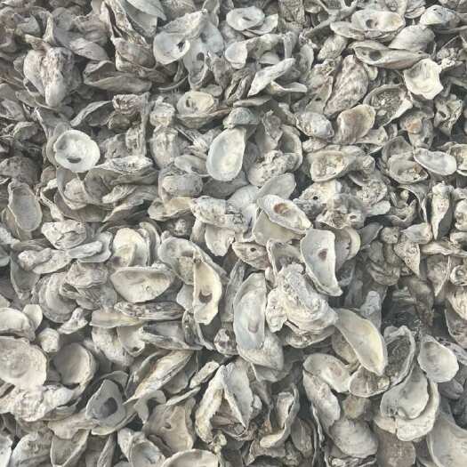 湛江牡蛎壳生蚝壳粉￼贝壳粉