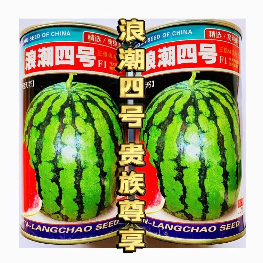 宿迁无籽西瓜种子浪潮四号西瓜种子 中熟花皮无籽西瓜种子