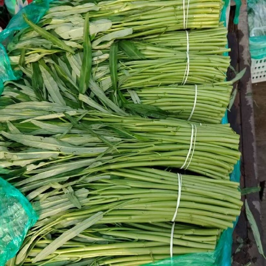 新鲜空心菜 江苏淮安直发 当日采摘 叶绿茎脆 农家种植