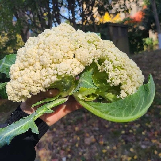 芜湖苏北当季花菜露天种植现摘菜花农家自种花椰菜花菜应季新鲜蔬菜