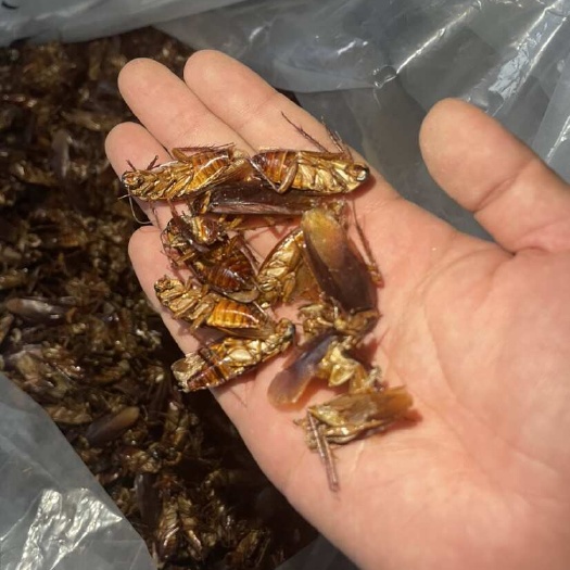 聊城美洲大蠊