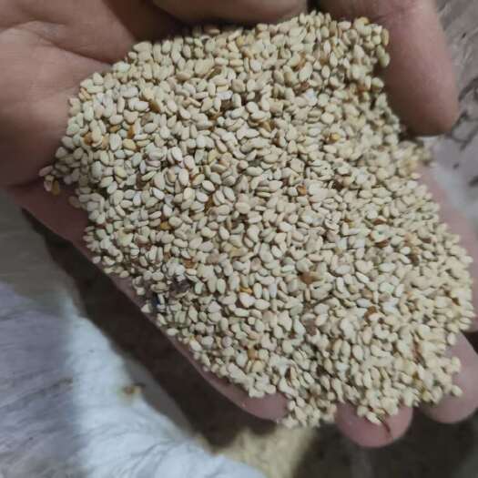 昆山市白芝麻，江苏本地白芝麻