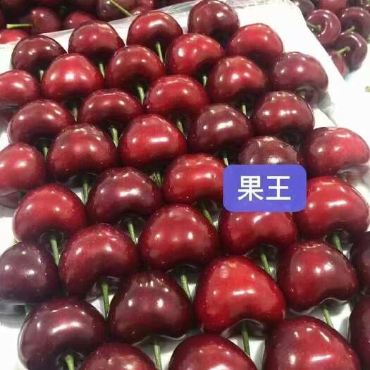 沂源县山东大樱桃 喜欢就购起来