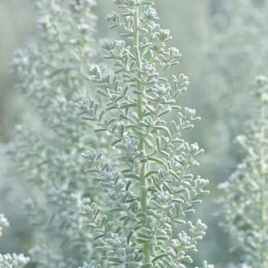 昆明以色列地肤袋苗 毛茸茸的 可用于绿化花束盆栽 全国各地都可发