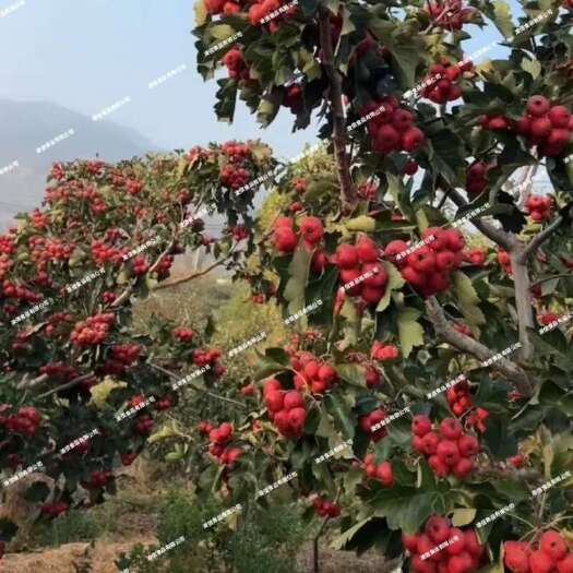 平邑县沂蒙特产甜红子山楂，酸甜适中老少皆宜