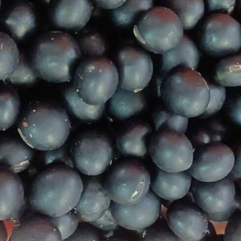 黑豆药食两用货品均为实物拍摄无美颜