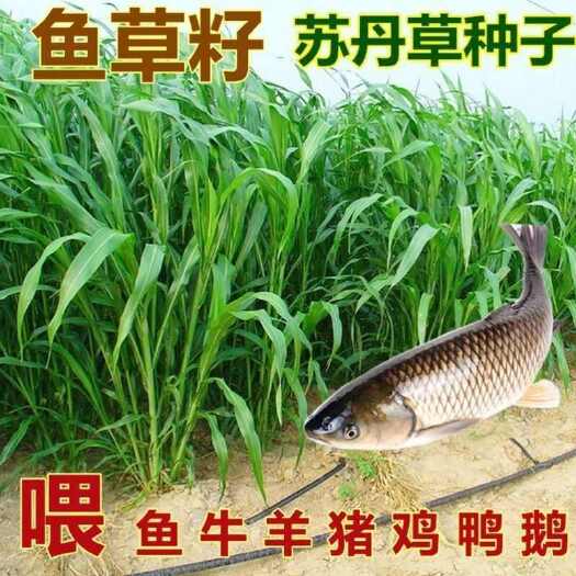 苏州苏丹草种子养鱼专用草种四季高产养殖猪牛羊鸡鸭鹅兔鱼草种籽