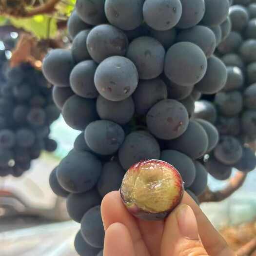 蒙自市云南蒙自夏黑葡萄新鲜采摘浆果类水果现摘现发