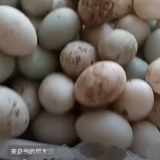兰西县黑龙江绥化兰西县新鲜土鹅蛋优质禽畜蛋类特产