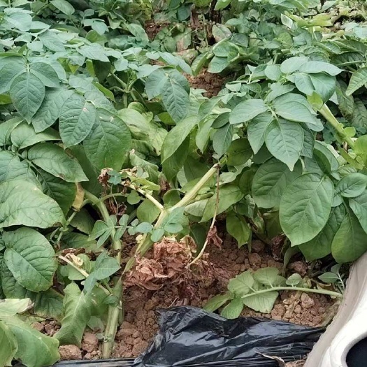 土豆