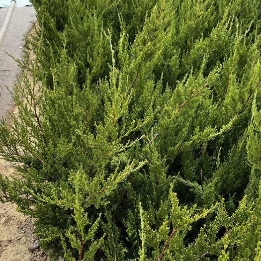 日照日照小龙柏基地直发高度40厘米小龙柏量大现货批发