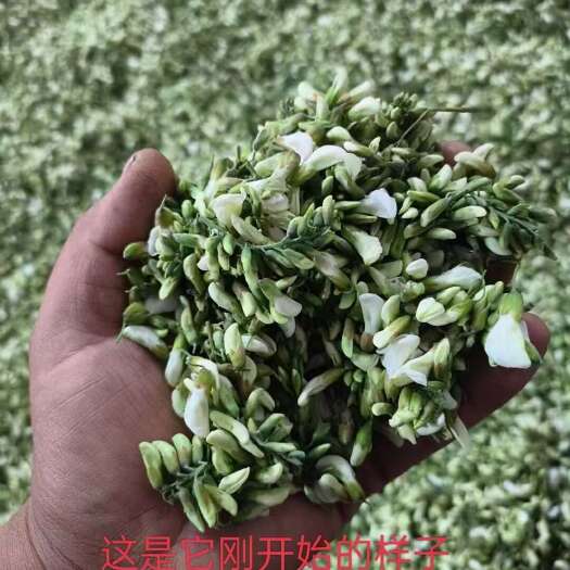 临朐县山东沂蒙山区洋槐花