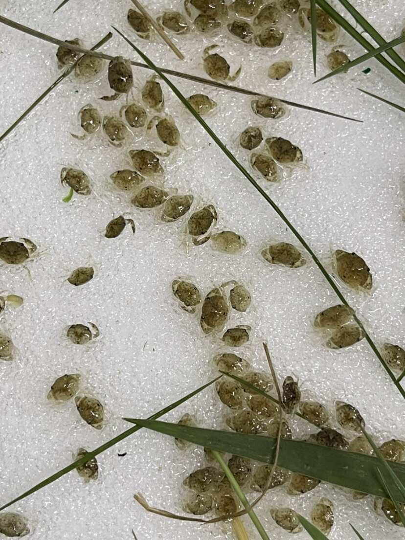 广东茂名电白区优质绿豆苗青蟹苗统货水产种苗