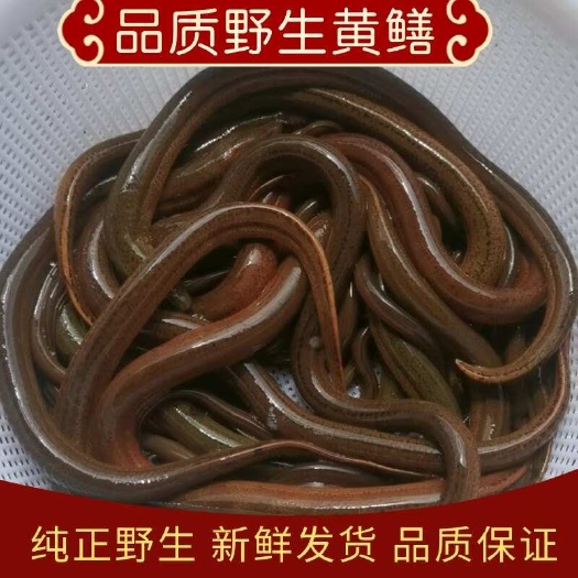 湖南长沙新鲜黄鳝活鱼批发源头供货支持批量采购
