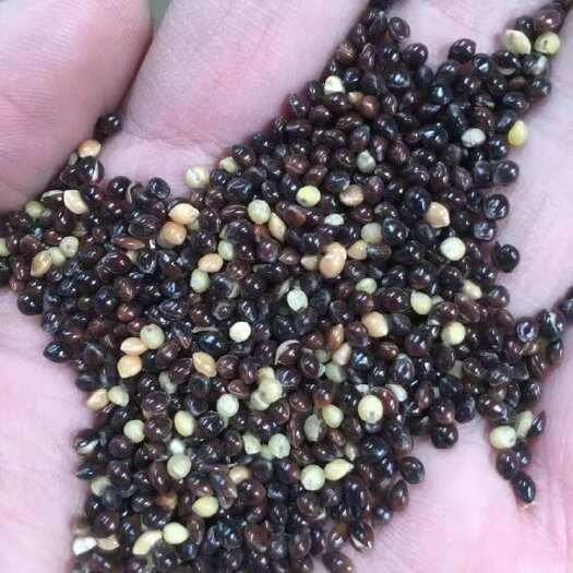 定西黑糜子