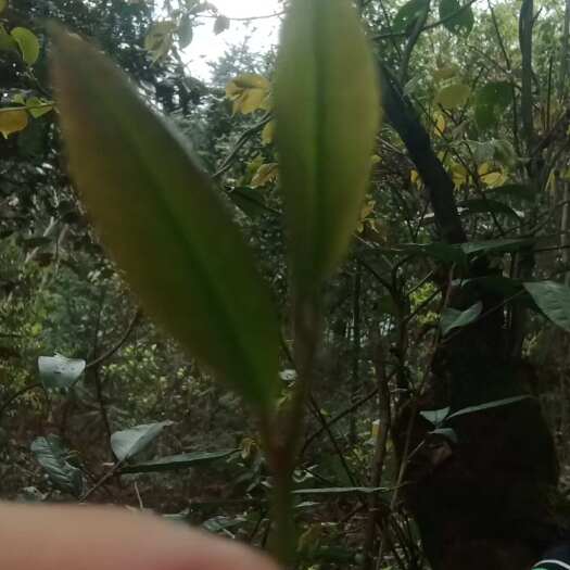 连南县野生绿茶