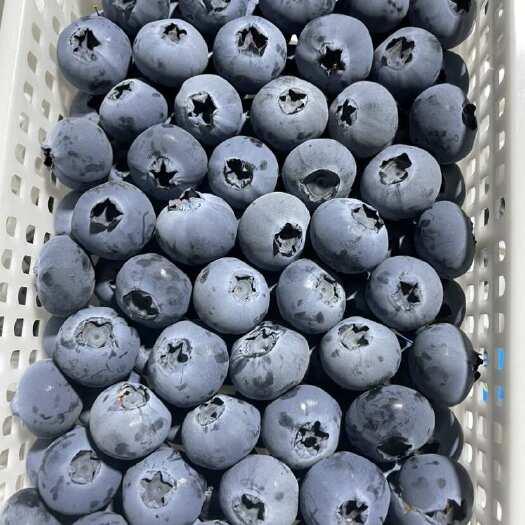 莒县基地蓝莓多个品种现摘现发