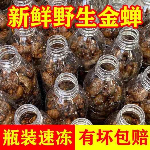 莘县现货/知了猴金蝉新鲜爬叉猴冷冻爬叉特产鲜活蝉蛹活体知了蝉蚕蛹