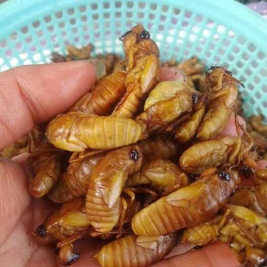 只了蛹，蚕蛹，幼蛹