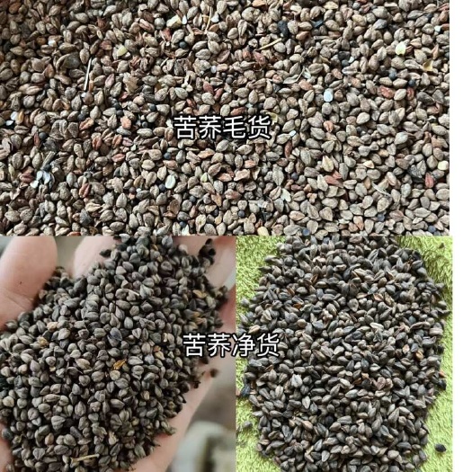 定西甘肃苦荞