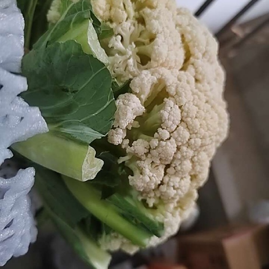 邯郸本地大量精品菜花