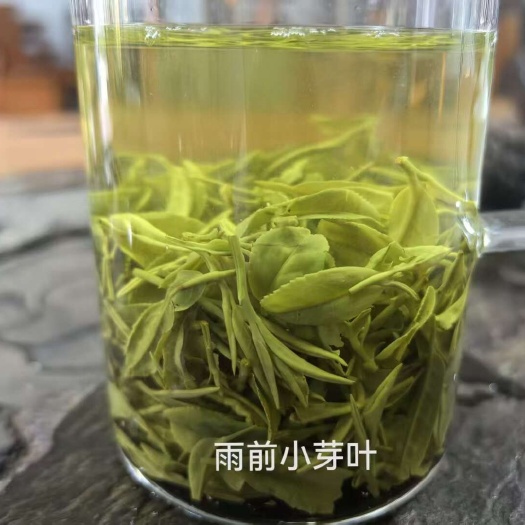 高山信阳毛尖新茶大量上市雨前嫩芽252克核心产地工厂批发