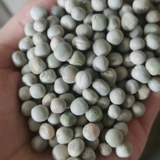 加拿大綠豌豆