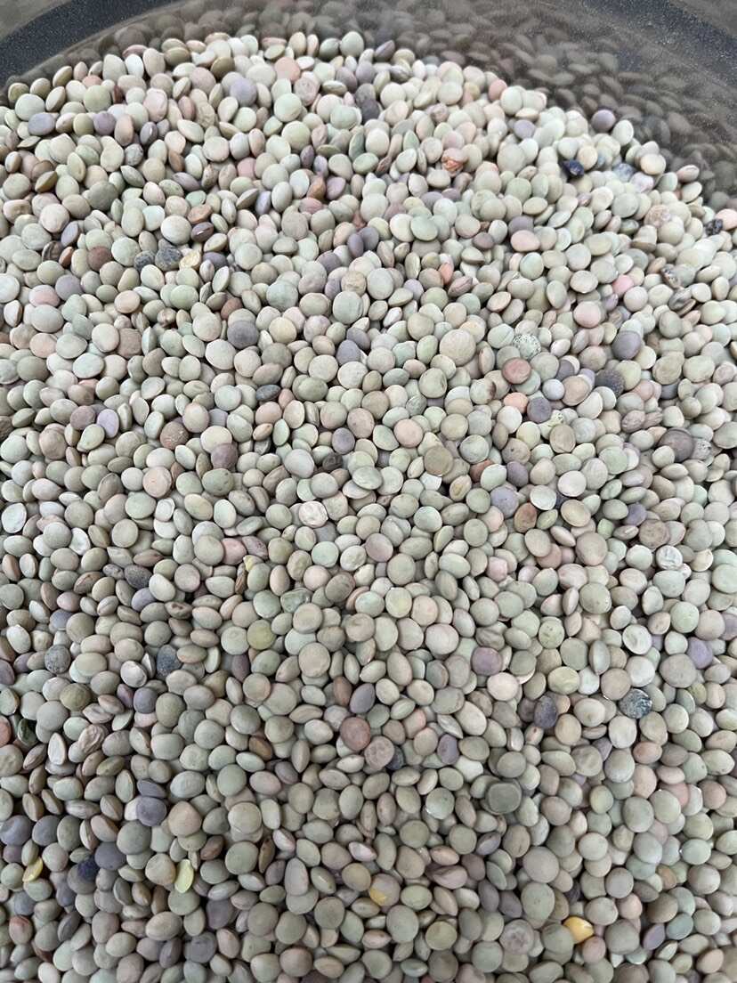 甘肅小扁豆
