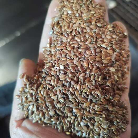 定西亚麻籽
