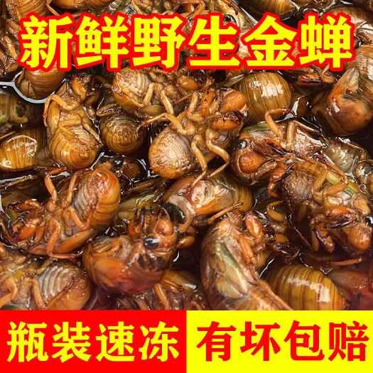 莘县大量现货知了猴新鲜金蝉知了龟唐僧肉冷冻爬叉猴蝉蛹白蝉黑蝉