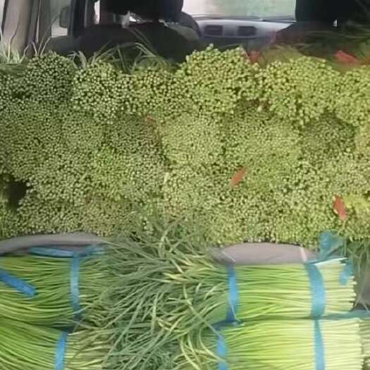 南乐县蒜苔基地大量有货