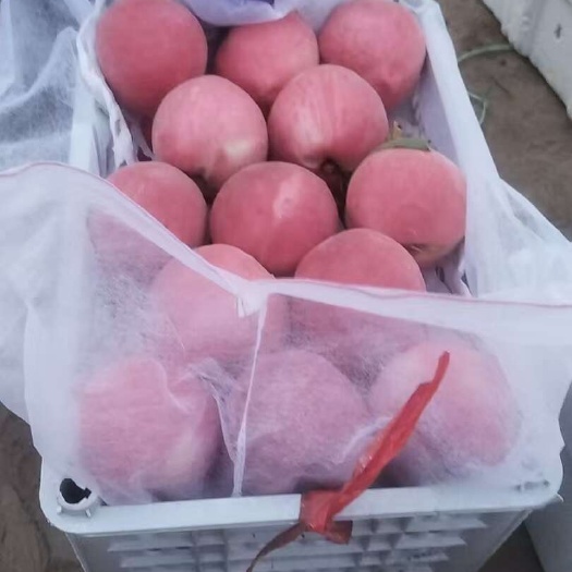 威县大棚油蟠桃，毛桃大量有货
