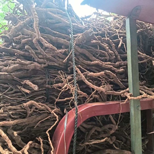 文昌市海南胡椒根 （自家父母种植20多年）