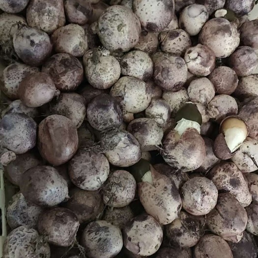 竹荪蛋。鲜货，基地直发
