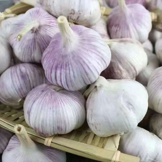 杞县各种大蒜，各种规格型号的大蒜，量大