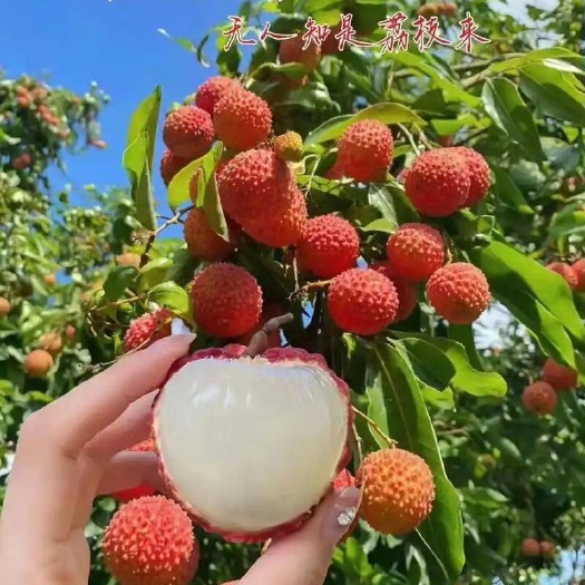 高州市高州荔枝白糖罂桂味