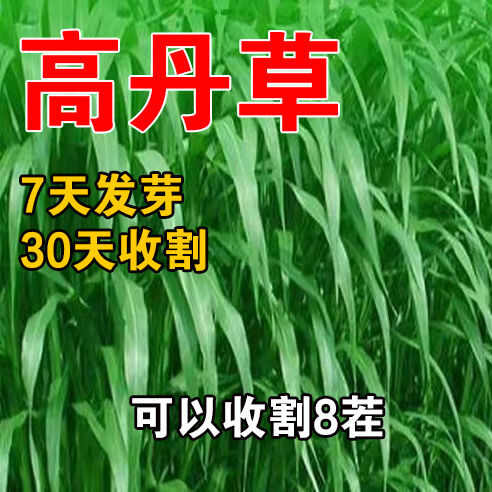 高丹草种子，耐旱高产牧草种子四季喂养牛羊猪鸡鸭鹅兔鱼草种