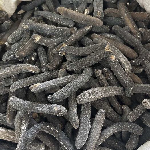 金沙参35头海参干沙秃参黑沙秃参 足干厚肉 免刷皮 涨发大