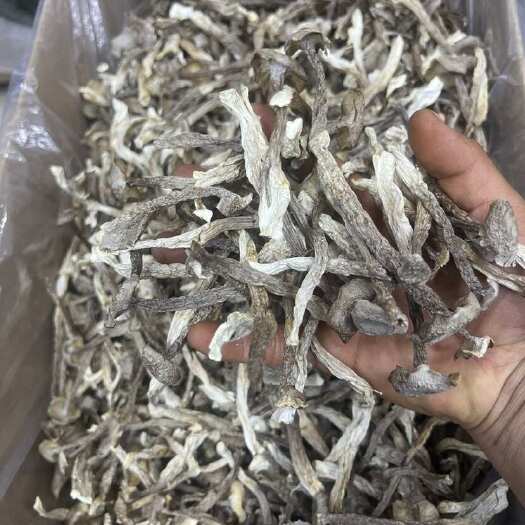 昆明鹿茸菇
