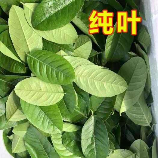 广州广东新鲜香水柠檬叶免费拿样试吃